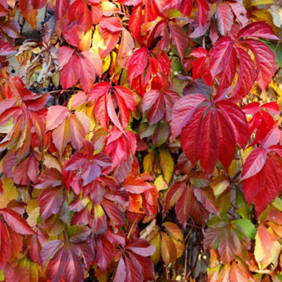 Thompson & Morgan Parthenocissus Quinquefolia 1.7 Litre Potted Plant X 1 from B&Q