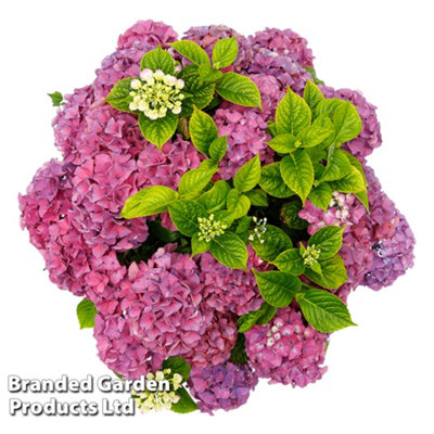 Thompson & Morgan Hydrangea Tabletop 17Cm Potted Plant X 1 from B&Q