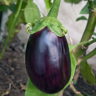 Thompson and Morgan Aubergine Black Beauty Seeds - Purple - Image 4