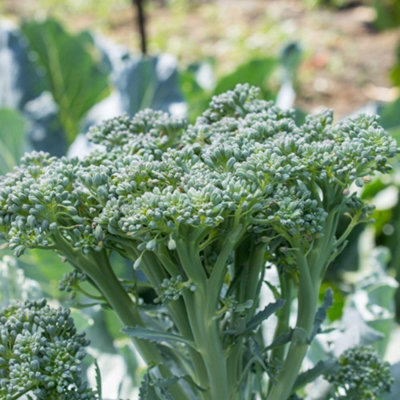 Thompson & Morgan Light Bellaverde Sibsey F1 Broccoli Seeds - Sweet Stem Multi-Harvest Hardy Nutritious Tender Edible Shoots Seeds Size 10 B&Q