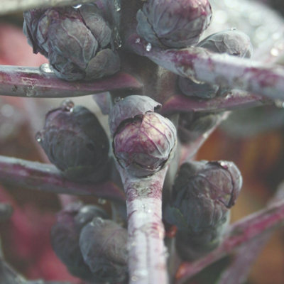 Thompson & Morgan Red Bull Brussels Sprout SeedsHardy Annual Nutty Flavor Ornamental Red Sprouts Easy Grow Veg 1 Packet 125 See from B&Q