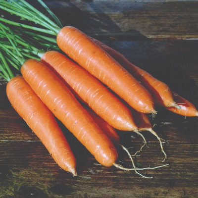 Carrot Eskimo F1 Hybrid Seeds Cold-Tolerant Maincrop Rhs Agm Sweet Orange Roots 1 X Packet 50 Seeds By Thompson & Morgan from B&Q