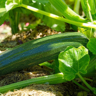 Thompson and Morgan Courgette Zucchini Seeds - Green - Image 4