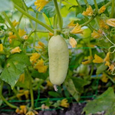 Thompson & Morgan White Wonder Cucumber Heirloom SeedsCrisp Sweet High Yield Easy Grow 1 Packet (15 Seeds) from B&Q