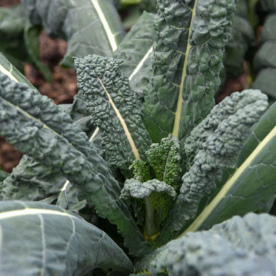 Thompson & Morgan Kale Nero di Toscana - Vegetable Plant - 1 Packet - Image 4
