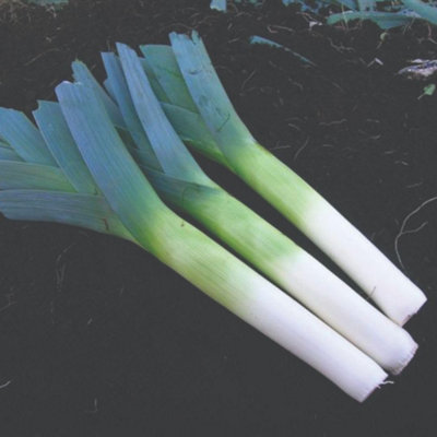 Thompson & Morgan Leek Below-Zero F1 Hybrid Cold-Hardy Rust-Resistant Winter Harvest Vegetable Seeds 25Pk from B&Q