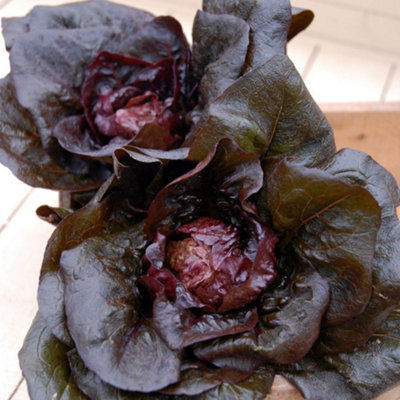 Thompson and Morgan - Lettuce Intred Seed Packet - Purple - Image 4