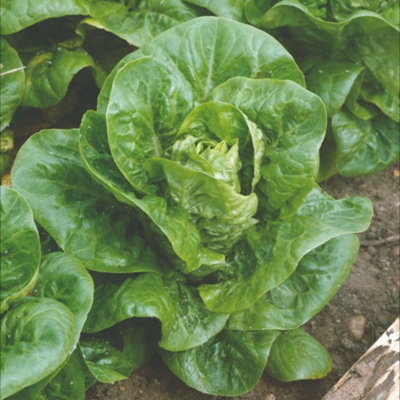 Thompson & Morgan Little Gem Cos Lettuce SeedsEarly Sweet Crisp Salad VarietyRhs Award Winner350 Seeds from B&Q