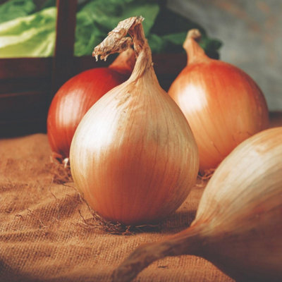 Thompson & Morgan Ailsa Craig Giant Onion SeedsEasy Grow Mild Flavour Hardy Annual100 Seeds from B&Q