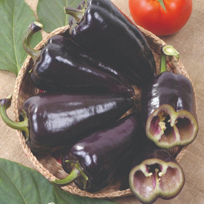 Thompson and Morgan - Sweet Pepper Seeds - Black Knight - Purple - Large - Image 4