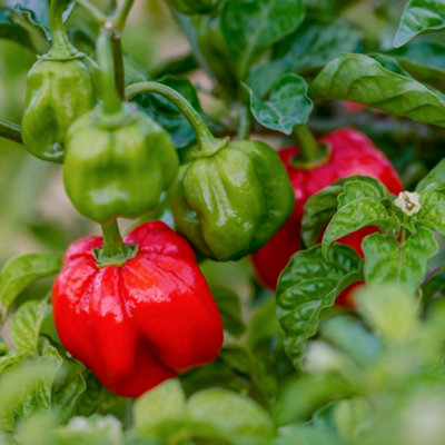 B&Q -  Scotch Bonnet Red Chilli Pepper SeedsHabanero Type Fruity Extreme Heat 400K ShuIndoors/outdoors