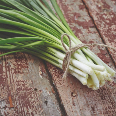 Thompson & Morgan Thompson And Morgan Spring Onion White Lisbon Seed Packet - Image 4