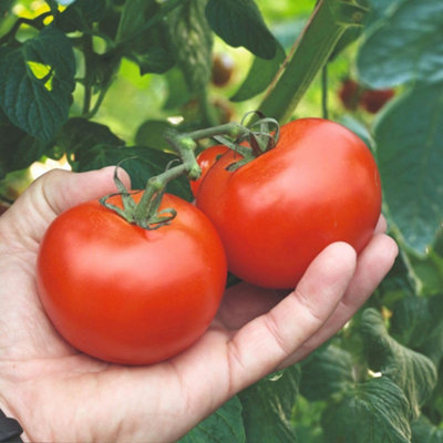 B&Q - Tomato Alicante Half-Hardy Annual Early Sweet Medium Fruits 1 Packet X 25 Veg Saver Seeds By 