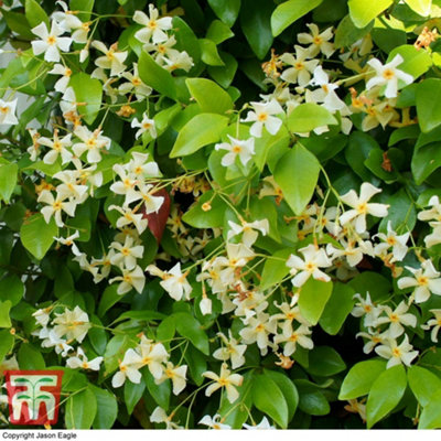 Thompson & Morgan Scented Trachelospermum Jasmine Tuscani 9Cm Potted Plant X 1Climbing-Fragrant-Evergreen from B&Q