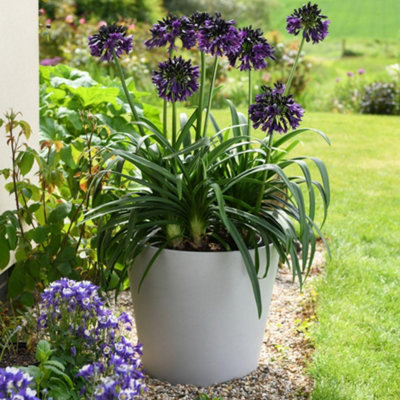 B&Q -  Agapanthus Black JackStunning Purple-Black Blooms Chelsea Plant Of The Year 2023 Heat/drought Tolerant Perennial 2X 9Cm Potted