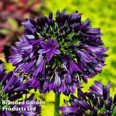Thompson & Morgan Agapanthus Africanus Jack 4 Litre Pot X 1 Black