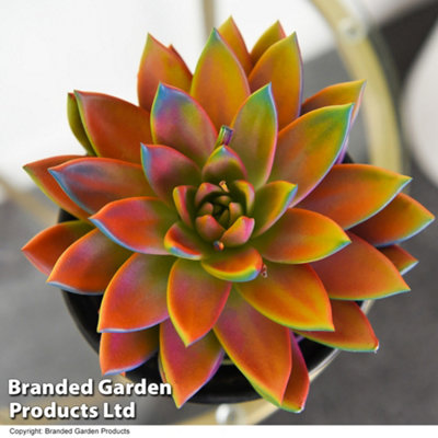 Thompson & Morgan Houseplant Echeveria Miranda Chameleon 12Cm Pot X 1 from B&Q