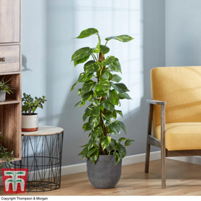 Thompson & Morgan Houseplant Epipremnum (Devil's Ivy) Scindapsus Aureum 12Cm Pot X 1 from B&Q