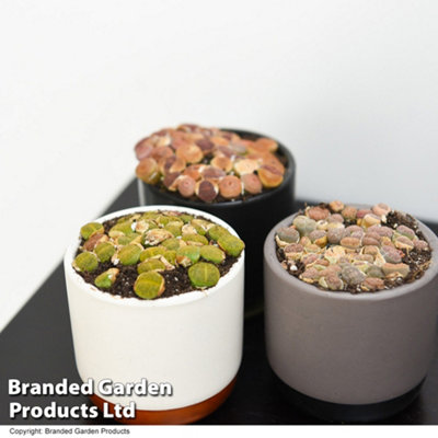 Thompson & Morgan Thompson And Morgan Lithops Species Mix Plant Pot 8.5Cm - Image 4