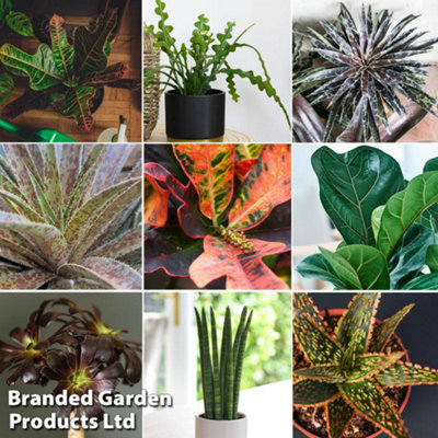 Thompson & Morgan Houseplant Nurserymans Choice Foliage Houseplant Mix 9Cm X 1 from B&Q