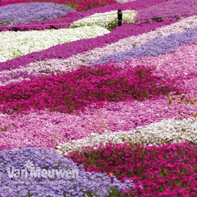 Thompson & Morgan Phlox Creeping Collection10 Plug Plants from B&Q