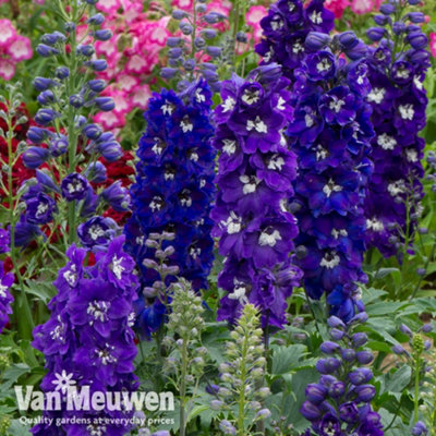 Groupon Unisex Dark Blue Delphinium And White Bee Premium Perennials: 24 Plants - Image 3