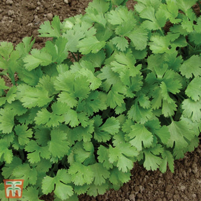 Thompson & Morgan Herb Coriander 1 Seed Packet (150 Seeds)
