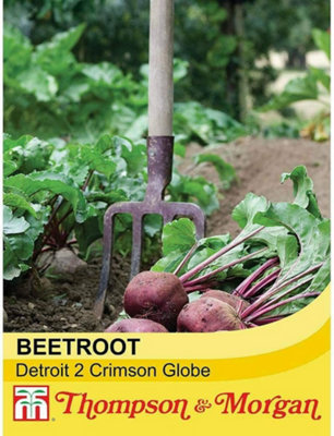 Thompson & Morgan Beetroot Globe 2 1 Seed Packet (250 Seeds) from B&Q