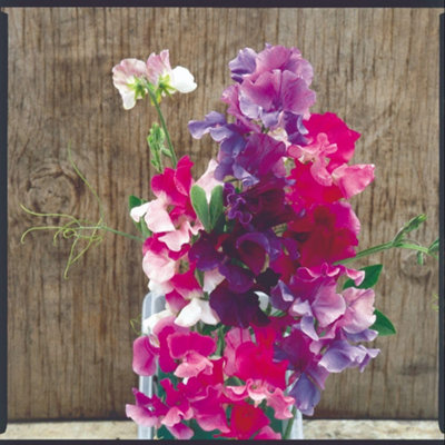 Thompson & Morgan Light/Pink Sweet Pea Melody Mix - Fragrant Climbing Flower Seeds For Garden & Containers - Hardy Annual - Packet Size 1