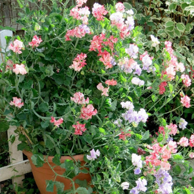 Thompson & Morgan Fragrant Tumbler Sweet Pea SeedsEasy To Grow Vibrant Blooms Sweet Scent from B&Q