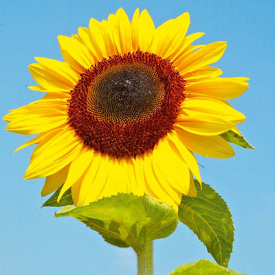 Thompson & Morgan Sunflower Bird Table Flower Seeds - Yellow - 20 Seeds - Image 4