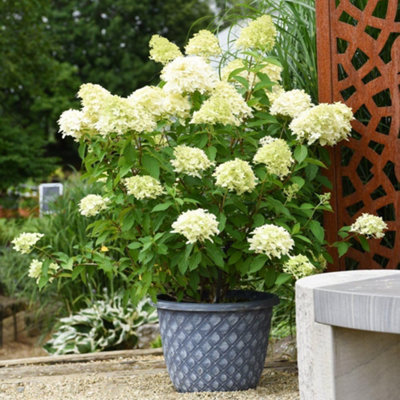 Thompson & Morgan Hydrangea Paniculata Skyfall - Shrub - 9cm - Image 5