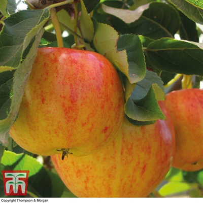 B&Q -  Apple (Malus) Mini Gala 9Cm Pot X 1