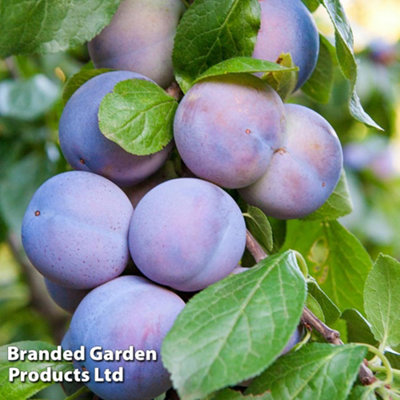 B&Q -  Dwarf Patio Plum Tree(Prunus) Mini Black Amber 9Cm Potted Plant X 1