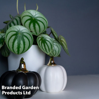 Thompson & Morgan Houseplant Peperomia Argyreia 12Cm Pot X 1 from B&Q