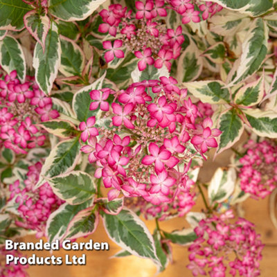 Thompson & Morgan Hydrangea Serrata Euphoria Pink 3 Litre Potted Plant X 3 from B&Q