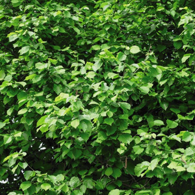 Thompson & Morgan Hardy Hazel Cobnut Tree (Corylus Avellana)Edible Nuts Catkins Wildlife Friendly Easy Grow (3L Pot) from B&Q