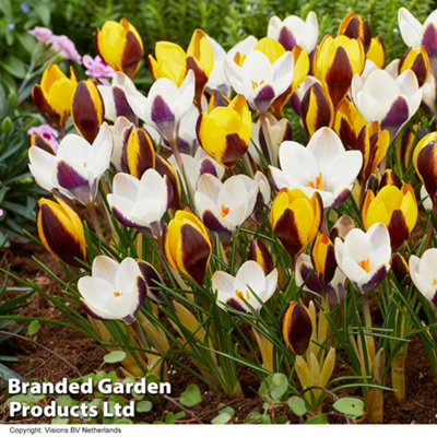 Thompson And Morgan Crocus Panda Planting Bulb 10 Pack - Image 3