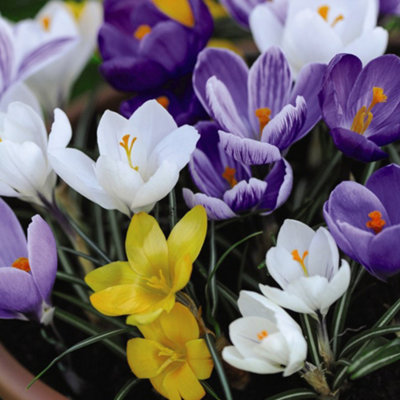Groupon Unisex Mixed Crocus Bulb Collection - Up To160 Bulbs:mixed Crocus Bulb Collection/20 Bulbs - Image 3