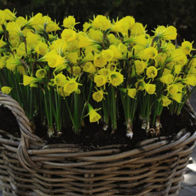 Thompson & Morgan Daffodil (Narcissus) Bulbicodum 10 Bulbs Dark