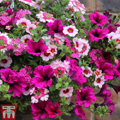Thompson & Morgan Eton Mess Preplanted Hanging Basket 14In (35Cm) X 2 from B&Q