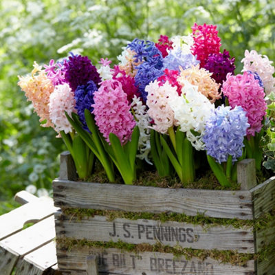 Groupon Unisex Hyacinth Breeder S Selection Bulbs: 16 Bulbs - Image 3