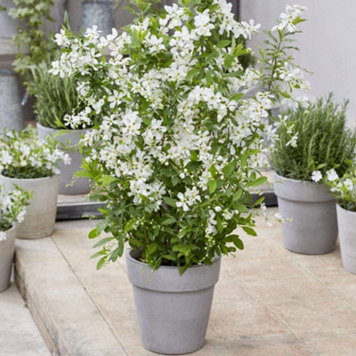 Thompson & Morgan Exochorda Blushing Pearl 9Cm Potted Plant X 3 from B&Q