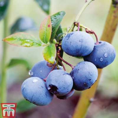 Thompson & Morgan White/Red Blueberry (Vaccinium) Bluecrop Pot X 6 9Cm