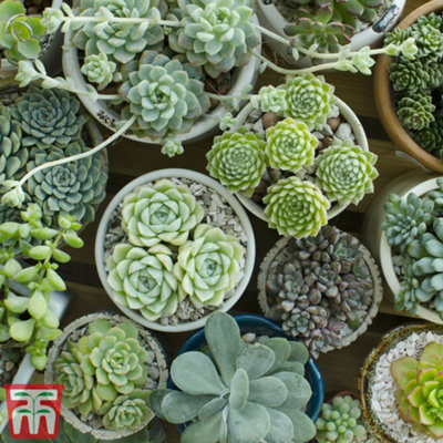 Thompson & Morgan Mixed Crassula Succulent Plant X 1 from B&Q