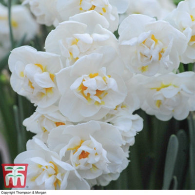 Thompson & Morgan Daffodil (Narcissus) Cheerfulness 20 Bulbs White