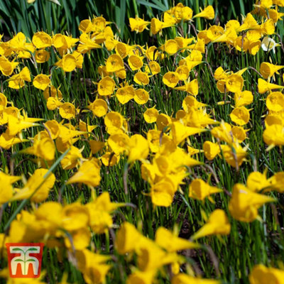 Thompson & Morgan Daffodil (Narcissus) Bells 40 Bulbs Golden