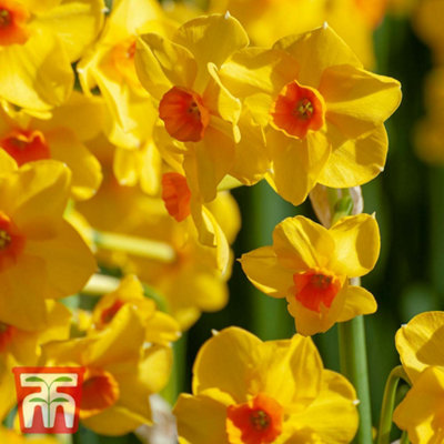 Thompson & Morgan Daffodil (Narcissus) Dawn 50 Bulbs Golden