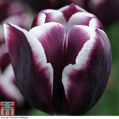 Groupon Unisex Black Tulip Jackpot 32 Bulbs - Image 3