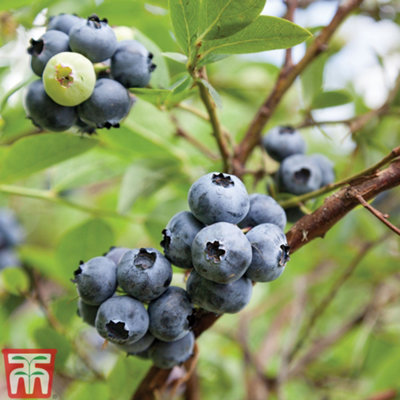 Thompson & Morgan Grow Your Own Fruit Berry (Vaccinium) Earli 3L Pot X 1 Light/Blue/White